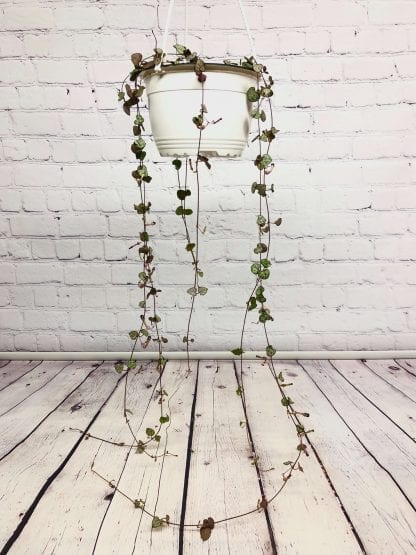 Ceropegia heart 6"
